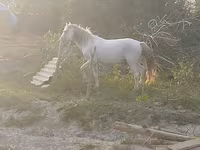 Hengst, Azerbaijan horse — Foto 2