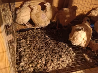 Chickens — Foto 1