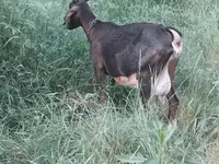 Ешкі, Nubian Goat — 4-сурет