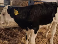 Bull, Simmental cattle — photo 1