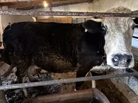 Сиыр, Simmental cattle — 2-сурет