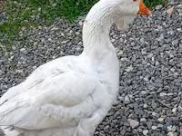 Geese — Foto 2