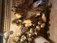 Turkeys — الصورة 3