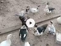 Ducks — 1-сурет