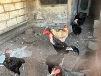 Chickens — الصورة 2