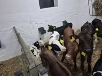 सांड, Russian Black pied cattle — फ़ोटो 5