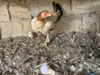 Chickens — Foto 5
