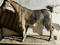बकरी, Alpine goat — फ़ोटो 3