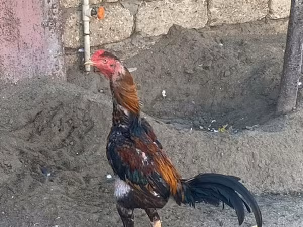 Chickens