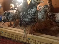 Japanisches Bantam — Foto 3