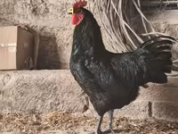 أوسترالورب — الصورة 2