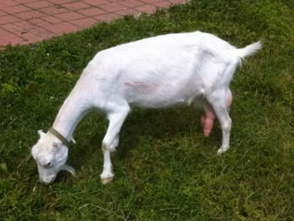 Dişi keçi, Saanen goat