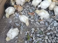 Chickens — الصورة 5
