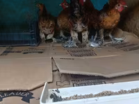 Japanisches Bantam — Foto 2