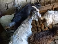 Cabra, Cabras — foto 5