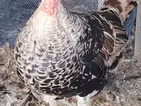 Turkeys — الصورة 4