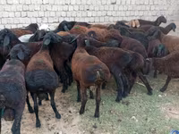 Qoç, Blackheaded Persian sheep — foto 1