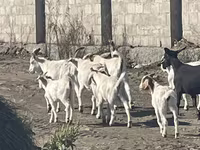 Goat, Goats — photo 8