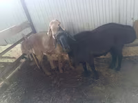 Ram, Arashan sheep — photo 3