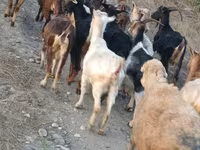Ешкі, Damask goat — 5-сурет