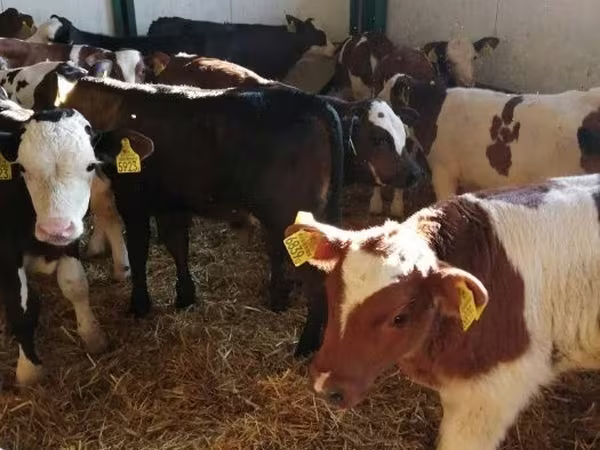 Bulle, Limousin-Kuh