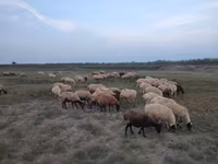 Вівці (партія, стать не вказано), Вівці — фото 2