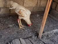 Chickens — फ़ोटो 1