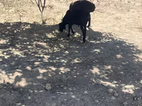 公羊, Sheep — 照片 4