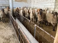 母羊, Awassi sheep — 照片 2