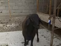 Qoʻchqor, Hissar sheep — 3-rasm