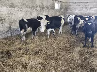 Bulle, Russian Black pied cattle — Foto 5