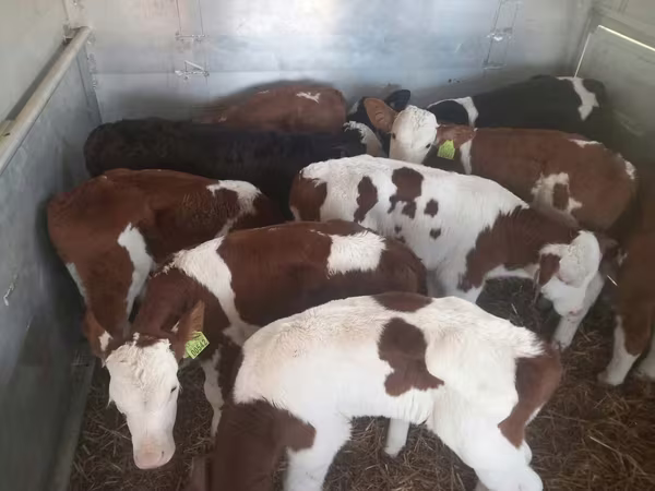 ثور, Simmental cattle