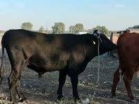 ثور, Swiss cattle — الصورة 3