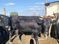 公牛, Kazakh White-headed cow — 照片 3
