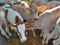 Bulle, Simmental cattle — Foto 2