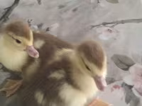Ducks — फ़ोटो 4
