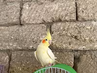 Korella qəfəs yuva munasib qiymete — Foto 4