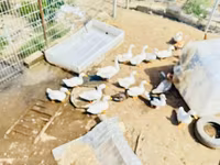 Ducks — الصورة 2