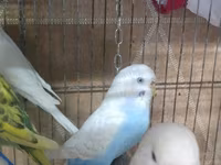 Hazir cut korella qefes qarisiq yuvasi altinda yumurtasi — الصورة 2