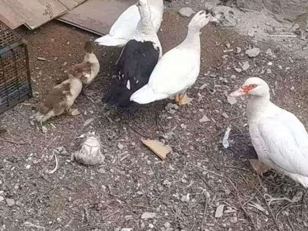 Домашня мускусна качка