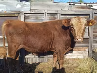 Bulle, Kasachische Weißkopfkuh — Foto 2
