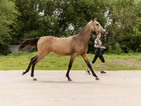 فرس, Akhal-Teke — الصورة 5