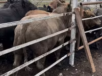 Bulle, Holstein-Rasse — Foto 1