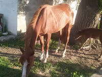 Stute, Kazakh horse — Foto 3