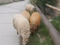 Oveja, Ovejas — foto 2