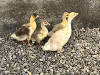 Geese — photo 2