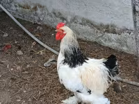 Brahma — Foto 2
