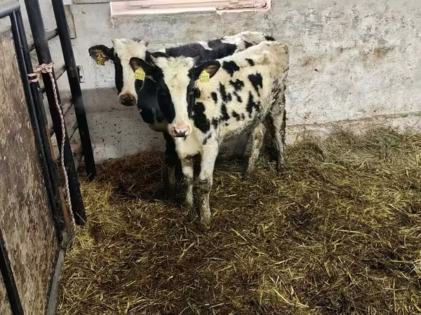 أبقار (دفعة، الجنس غير محدد), Russian Black pied cattle