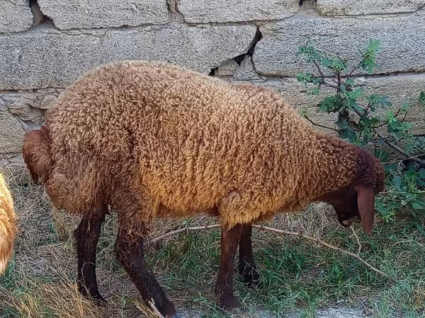 Ram, Sheep