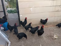 Australorp — Foto 5
